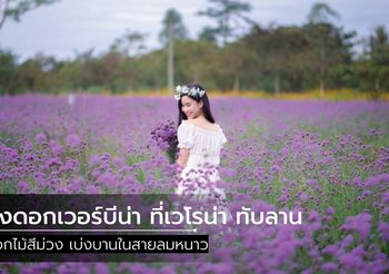 ทุ่งดอกเวอร์บีน่า ที่เวโรน่า ทับลาน เบ่งบานในสายลมหนาว