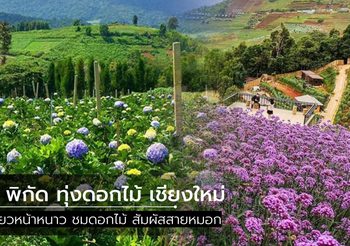 6 พิกัดเที่ยวชม ทุ่งดอกไม้ เชียงใหม่  หนาวนี้ต้องไปให้ได้