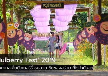Mulberry Fest’ 2019 เทศกาลเก็บมัลเบอร์รี่ ชมสวน ชิมของอร่อย ที่ไร่กำนันจุล
