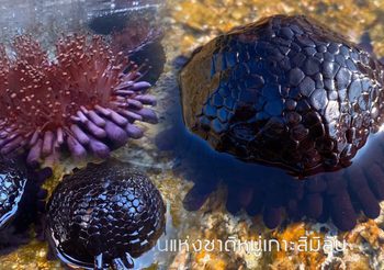 พบหอยเม่นหมวกกันน็อค สัตว์ทะเลหายากในประเทศไทย