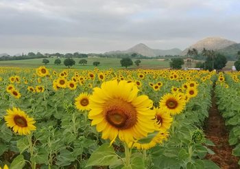 เที่ยว ไร่มณีศร เขาใหญ่ ชมทุ่งทานตะวัน ชูคอเหลืองอร่าม กลางหุบเขา