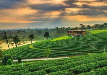 พากันไปฟิน! 10 ไร่ชาวิวสวยในเมืองไทย