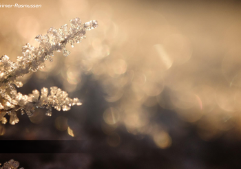 อินทนนท์หนาวมาก! อุณหภูมิ -1°c เป็นวันที่ 2 แล้ว