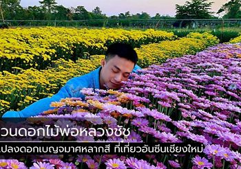 “สวนดอกไม้พ่อหลวงชัชร์” แปลงดอกเบญจมาศหลากสี ที่เที่ยวอันซีนเชียงใหม่