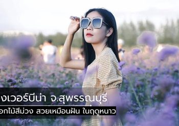 ทุ่งเวอร์บีน่า จ.สุพรรณบุรี ดอกไม้สีม่วง สวยเหมือนฝัน ในฤดูหนาว