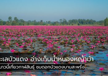 ทะเลบัวแดง อ่างเก็บน้ำหนองหญ้าม้า อวดดอกสีชมพูละลานตา ที่กาฬสินธุ์