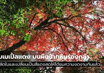 ใบเมเปิ้ลแดง ณ อุทยานแห่งชาติภูหินร่องกล้า เผยโฉมความงดงามให้ชมกันแล้ว