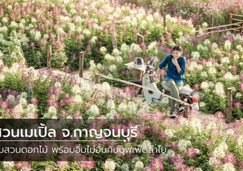 สวนเมเปิ้ล จ.กาญจนบุรี ชมสวนดอกไม้ พร้อมอิ่มไม่อั้นกับบุฟเฟ่ต์ลำไย