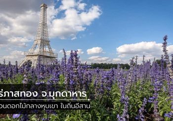 ไร่ภาสทอง จ.มุกดาหาร สวนดอกไม้กลางหุบเขา ในถิ่นอีสาน