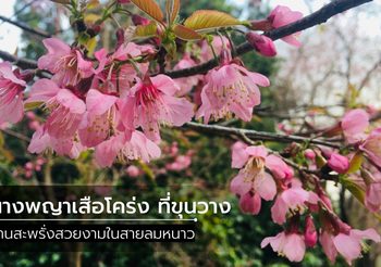 นางพญาเสือโคร่ง บานสะพรั่ง ที่ ขุนวาง จ.เชียงใหม่