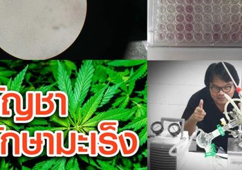 นักวิจัยทำสำเร็จ สกัดกัญชายับยั้งเซลล์มะเร็งปากมดลูกได้