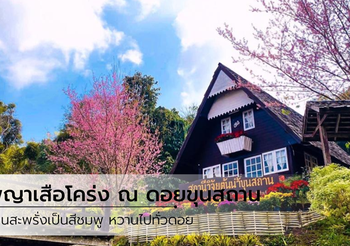 พญาเสือโคร่ง ณ ดอยขุนสถาน บานสะพรั่งเป็นสีชมพู (ปี 2563)