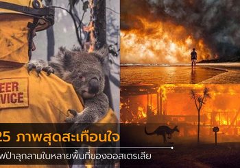 รวมภาพไฟนรกกำลังเผาไหม้ในหลายพื้นที่ของ ออสเตรเลีย ส่งผลให้สัตว์ป่าล้มตายกันเป็นว่าเล่น