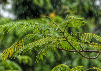 พยากรณ์อากาศ 3 ม.ค. 63 – ภาคเหนือตอนบน ระวังฝนฟ้าคะนอง/ลมกระโชกแรง