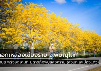 ดอกเหลืองเชียงราย บานสะพรั่งที่ ม.ราชภัฏพิบูลสงคราม จ.พิษณุโลก