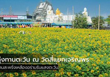 ทุ่งทานตะวัน ณ วัดสี่แยกเจริญพร เหลืองอร่าม รับแสงตะวัน