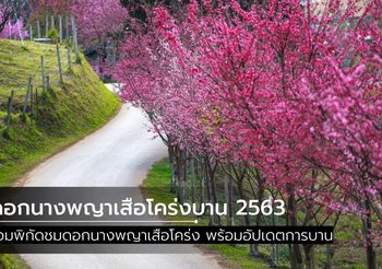 อัปเดตสถานการณ์ ดอกนางพญาเสือโคร่งบาน 2563