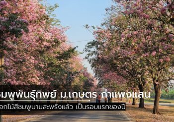 บานสะพรั่งแล้ว! ชมพูพันธ์ุทิพย์ ม.เกษตร กำแพงแสน ปี 2563