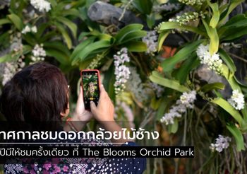 1 ปีมีครั้งเดียว เทศกาลชมดอกกล้วยไม้ช้าง ณ The Blooms Orchid Park