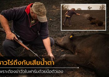 ชาวไร่ออสซี่หลั่งน้ำตา หลังจากต้องฆ่า วัว 20 ตัว ที่บาดเจ็บสาหัสจากไฟป่า