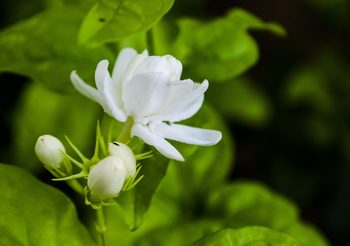 คำสามัญ คำสุภาพ ที่หลายคนอาจยังไม่เคยรู้