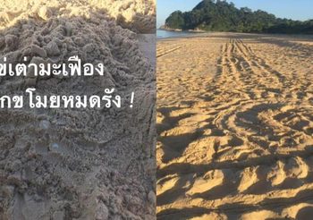 ผู้ว่าฯ พังงา เพิ่มเงินรางวัลนำจับ คนขโมยไข่เต่ามะเฟือง