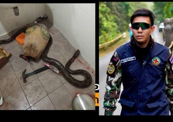 สัตวแพทย์คนดัง แนะถูกงูกัดอย่ากระชาก เหตุทำแผลใหญ่กว่าเดิม