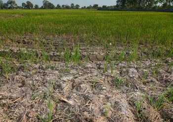 รายงานสถานการณ์น้ำ ในช่วงฤดูแล้ง ประจำวันที่ 6 ม.ค.2563