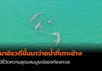 โลมาอิรวดี ขึ้นมาว่ายน้ำที่เกาะช้าง บ่งบอกถึงความอุดมสมบูรณ์ของท้องทะเล​