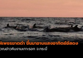 วาฬเพชรฆาตดำ 10-15 ตัว ขึ้นมาอาบแสงอาทิตย์อัสดง ที่อ่าวหินงามเกาะรอก จ.กระบี่