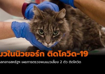 ตรวจพบ แมว 2 ตัวในนิวยอร์ก ติดโควิด-19