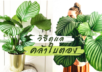 วิธีดูแล คล้าใบตอง ไม้ใบสวย ที่ขึ้นชื่อเรื่องความท้าทายในการดูแล