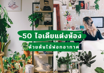 รวมไอเดีย แต่งห้องด้วย ต้นไม้ฟอกอากาศ ต้นไม้ฮิปสเตอร์