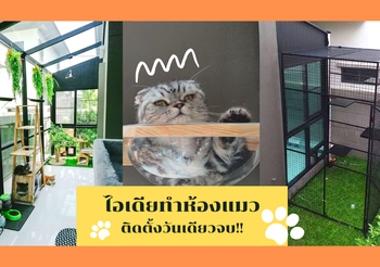 ติดตั้งวันเดียวจบ! ไอเดียทำห้องแมว ด้วยโครงกระจกอะลูมิเนียมสำเร็จรูป