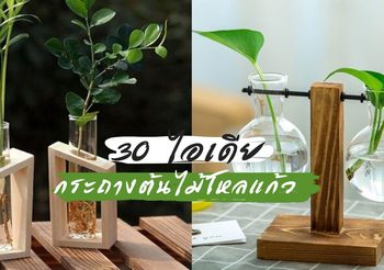 30 ไอเดียตกแต่ง ต้นไม้ฟอกอากาศ ด้วยกระถางโหลแก้วแบบใส