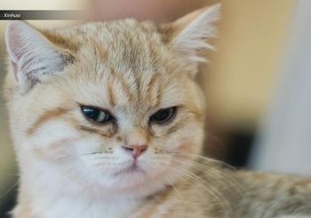 ศรีลังกาเร่งล่าตัว ‘แมวขนยา’ แหกคุก