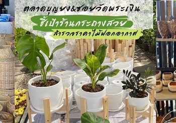 ชี้เป้าร้านกระถางสวย ตลาดบุญยง – สำรวจราคา ต้นไม้ฟอกอากาศ ซอยวัดพระเงิน