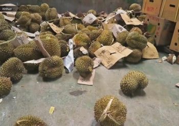 จีนทำลาย ‘ทุเรียนเถื่อน’ เกือบ 50 ตัน ย้ำรับราชาผลไม้จาก ‘ไทย-มาเล’ เท่านั้น