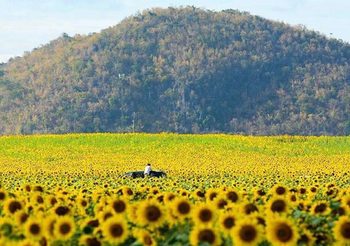 ที่เที่ยวโคราช 11 ทุ่งดอกไม้สวย ปักหมุดไว้ หนาวนี้ไปเช็คอิน
