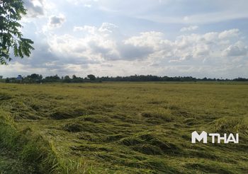 กรมชลฯ ขอเกษตรกร ‘งดทำนาปี’ เหตุน้ำในเขื่อนมีน้อย