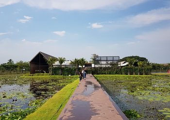 ดูบัว คาเฟ่ จ.นครปฐม ดื่มด่ำบรรยากาศธรรมชาติสุดฟิน