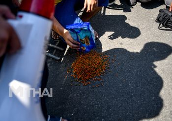 ‘พรรควิฬาร์’ ผูกป้ายผ้าไล่นายกฯ เทอาหารสุนัขเย้ยเป็นขี้ข้าเผด็จการ