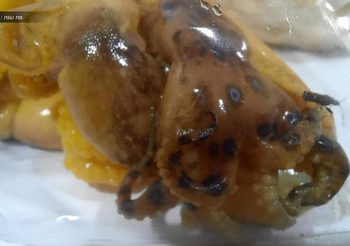 กรม ทช. เตือนหลังพบ ‘หมึกบลูริง’ โผล่ร้านหมึกย่างเมืองปทุมฯ