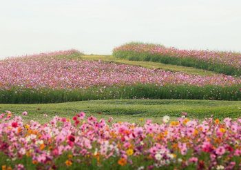 กำลังสวยบานสะพรั่ง สวนดอกไม้ใน สิงห์ปาร์ค เชียงราย