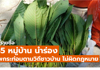 เตรียมปลดล็อกกระท่อม / นำร่อง 135 หมู่บ้าน ขึ้นทะเบียนให้ใช้งานได้ไม่ผิดกฎหมาย