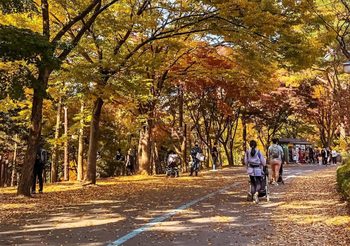 ใบไม้เปลี่ยนสี ที่ Seoul Grand Park