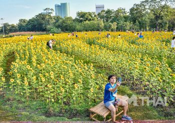 สวยงาม!! ‘ทุ่งทานตะวัน’ สวนรถไฟ คนแห่ถ่ายรูปรับหน้าหนาว