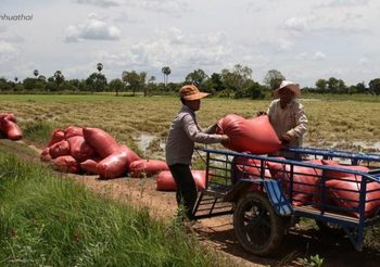 กัมพูชาส่งออก ‘ข้าว’ เกือบ 7 แสนตัน ในปี 2020 เพิ่มขึ้น 11.4%