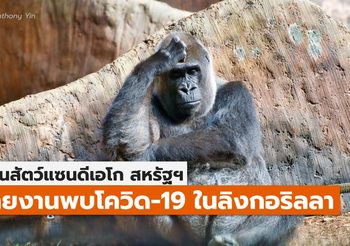สวนสัตว์ซานดีเอโก, สหรัฐฯ ตรวจพบโควิด-19 ในกอริลลา