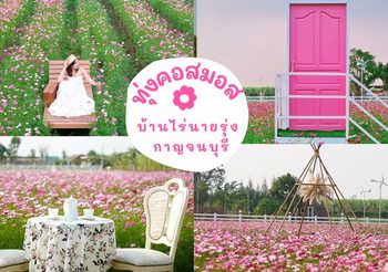 ทุ่งคอสมอส บ้านไร่นายรุ่ง กาญจนบุรี ทุ่งดอกไม้สีชมพูหวานๆ รับวาเลนไทน์